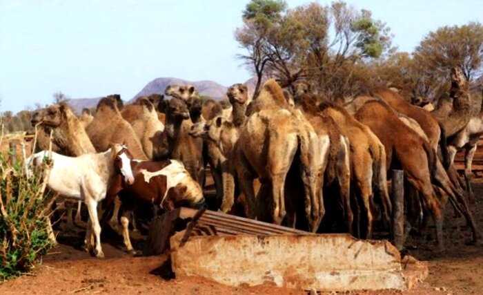 В Австралии будут убивать верблюдов за то, что те пьют слишком много воды