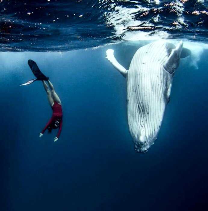 Фридайвер поделилась невероятными кадрами заплывов с огромными китами