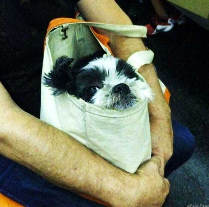 15 примеров того, как хитрые нью-йоркцы обходят запрет на провоз собак в метро