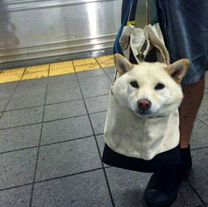 15 примеров того, как хитрые нью-йоркцы обходят запрет на провоз собак в метро