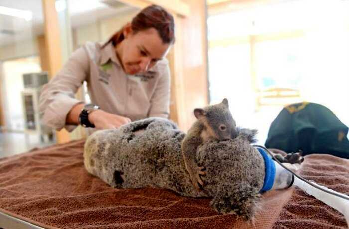 6-месячная коала переживала и не отходила от мамы во время операции