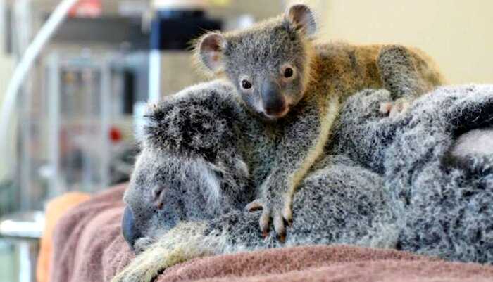 6-месячная коала переживала и не отходила от мамы во время операции