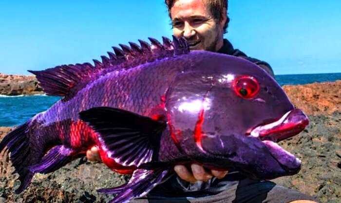 Мужчина закинул удочку в первый раз и достал самую редкую в мире рыбу