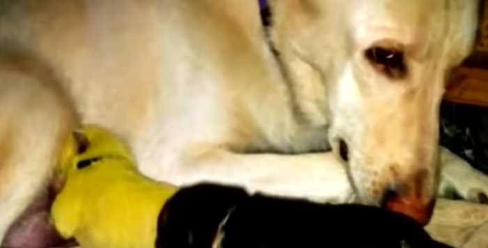 «Его имя Халк»: в США родился уникальный щенок зеленого цвета