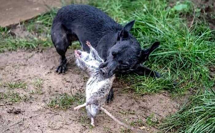 Английские фермеры истребили грызунов за один день при помощи собак