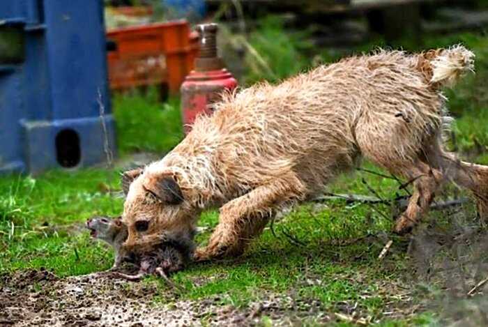 Английские фермеры истребили грызунов за один день при помощи собак