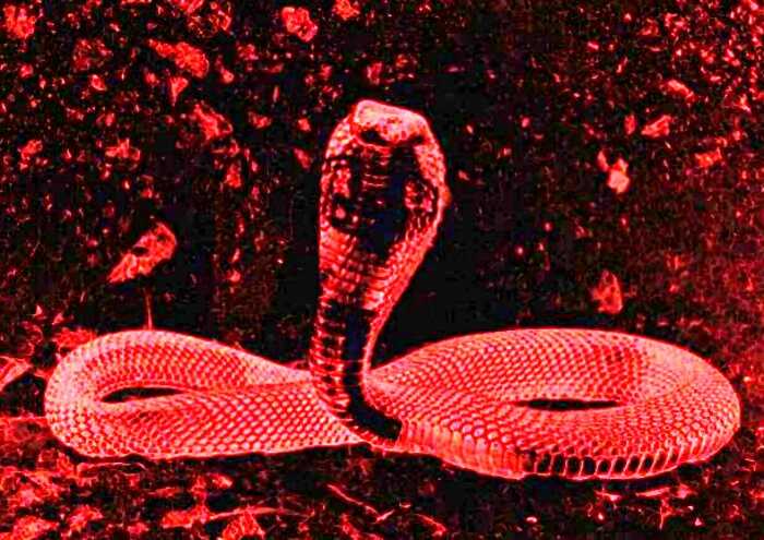 Китайский коронавирус передался людям от змей, а им от летучих мышей