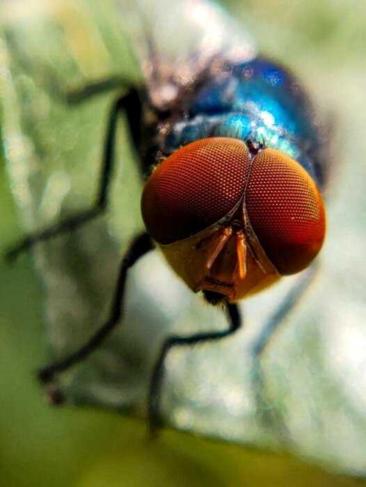 Индиец делает невероятные макроснимки насекомых с помощью обычного телефона