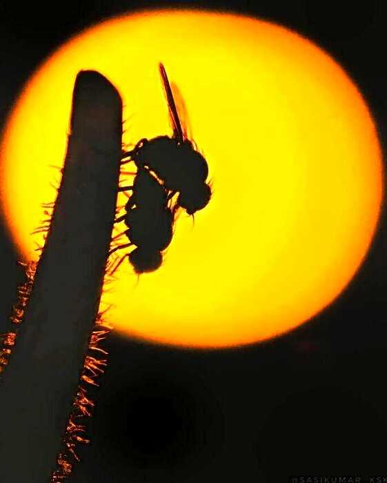 Индиец делает невероятные макроснимки насекомых с помощью обычного телефона