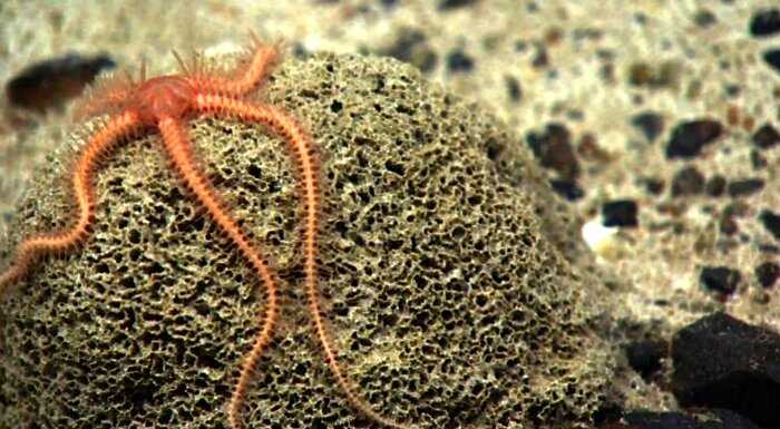 «Кто проживает на дне океана»: 20+ странных существ, найденных в бездне