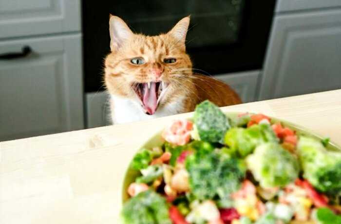 «Это варварство»: коты-вегетарианцы в Великобритании объявлены вне закона