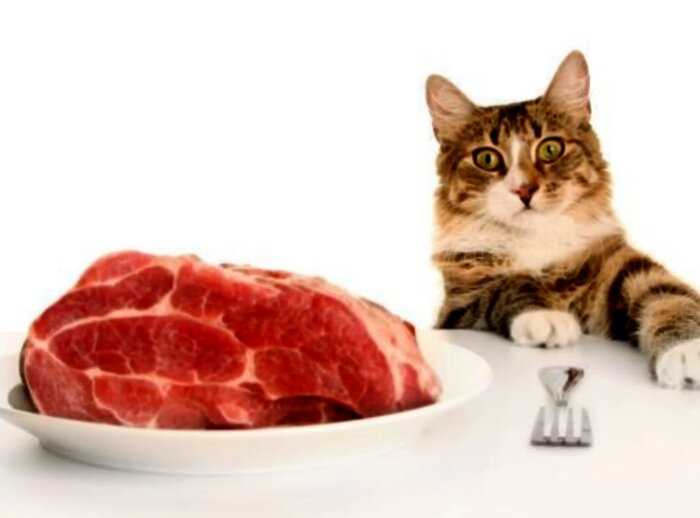 «Это варварство»: коты-вегетарианцы в Великобритании объявлены вне закона