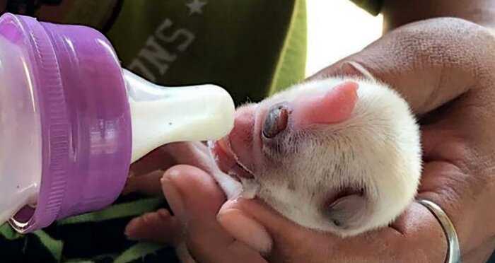 В Таиланде местные жители деревни поклоняются щенку с одним глазом