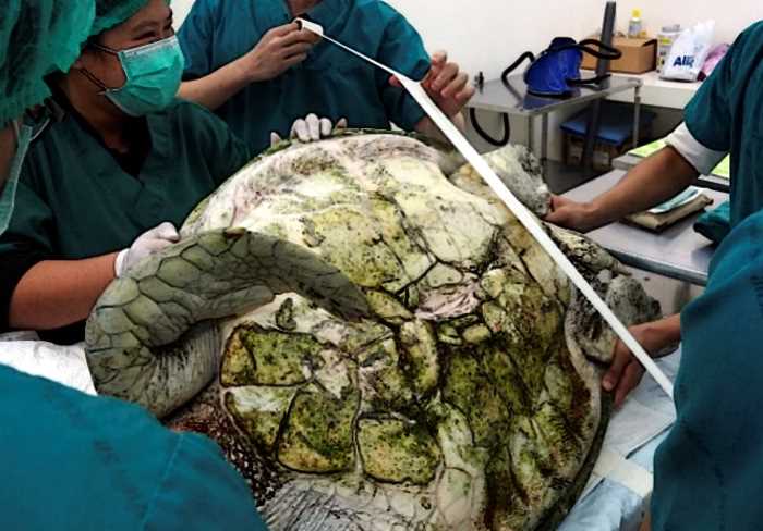 Ветеринары начали оперировать черепаху и не поверили своим глазам!