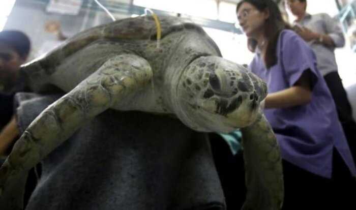 Ветеринары начали оперировать черепаху и не поверили своим глазам!