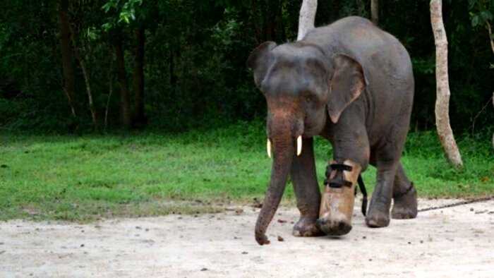 Камбоджийские ветеринары подарили слону второй шанс, сконструировав протез