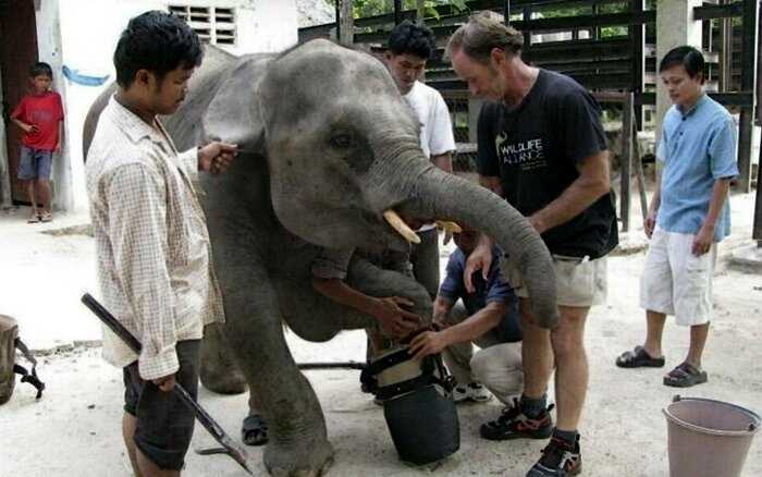 Камбоджийские ветеринары подарили слону второй шанс, сконструировав протез