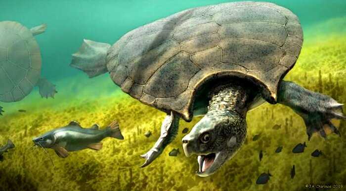 В Южной Америке нашли останки огромной черепахи, чей размер поражает воображение