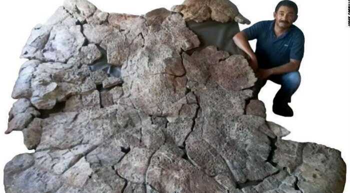 В Южной Америке нашли останки огромной черепахи, чей размер поражает воображение
