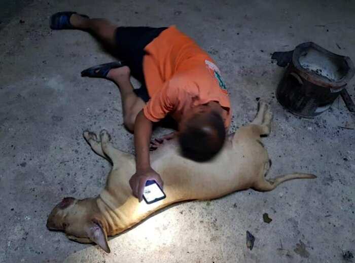 В Таиланде храбрый питбуль пожертвовал собой, спасая семью от кобры