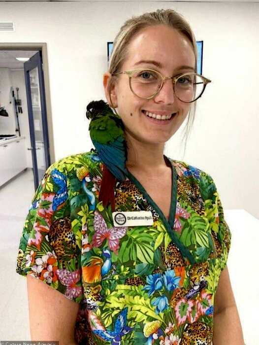 Австралийский ветеринар нарастила попугаю обрезанные крылья чужими перьями