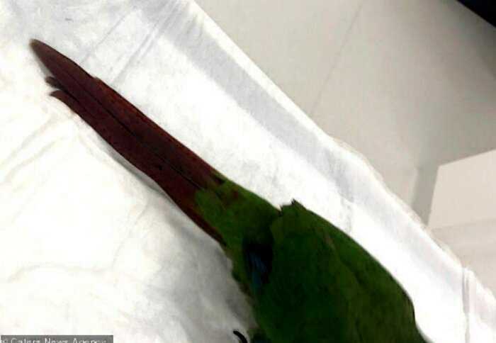 Австралийский ветеринар нарастила попугаю обрезанные крылья чужими перьями