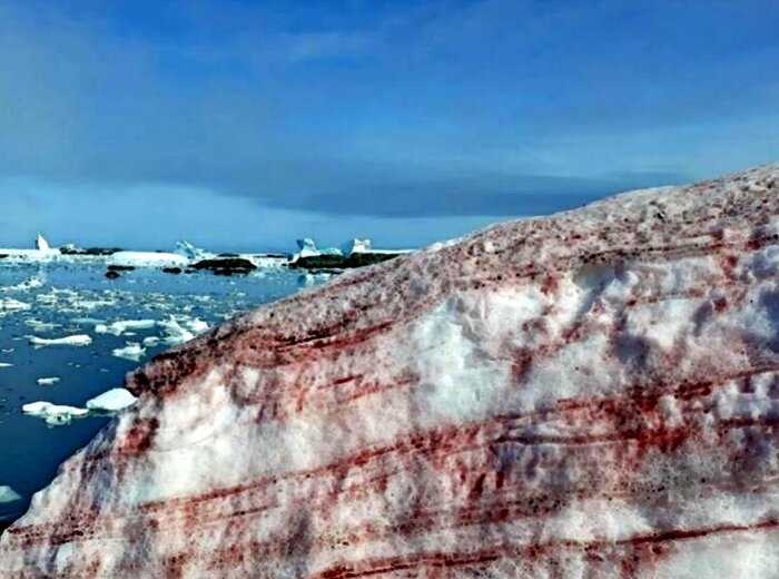 «Зловещий знак природы»: ледники Антарктиды окрасились в кроваво-красный цвет
