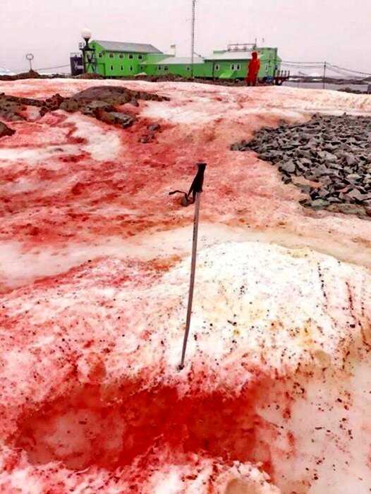 «Зловещий знак природы»: ледники Антарктиды окрасились в кроваво-красный цвет