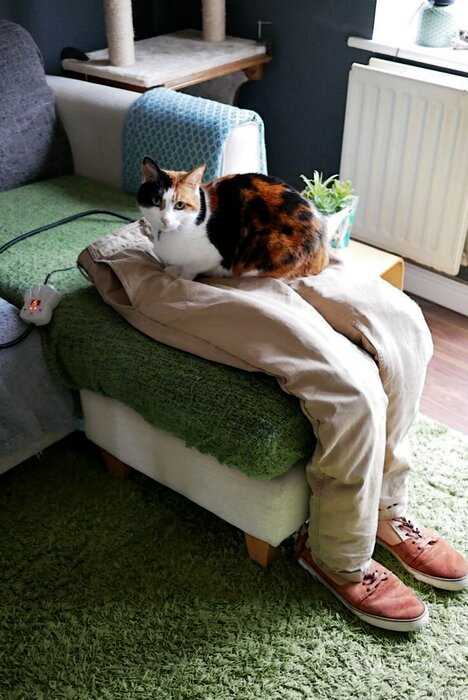 Любвеобильная кошка мешала хозяевам работать из дома, но у них был план