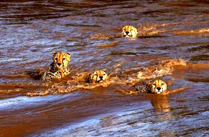 История о том, как 5 гепардов бурную реку с крокодилами переплывали