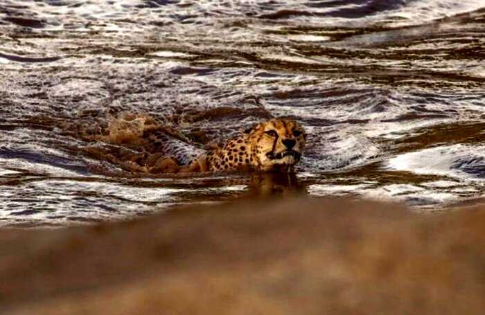 История о том, как 5 гепардов бурную реку с крокодилами переплывали