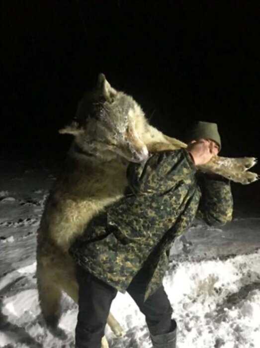 В Башкирии убили гигантского волка, который держал в страхе целую деревню