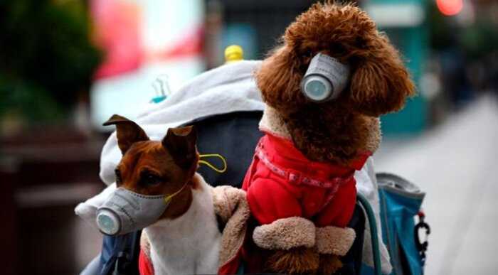 Первая собака в мире умерла после заражения коронавирусом