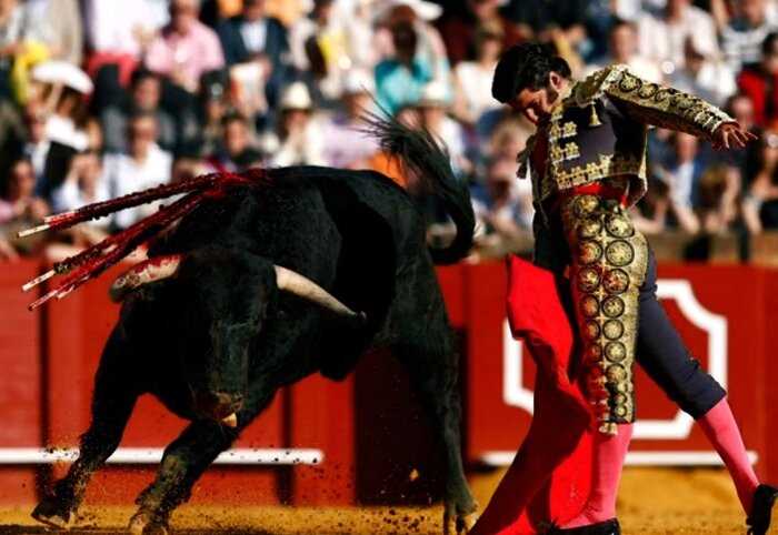 В Испании из-за коронавируса запретили корриду и спасли 120 быков