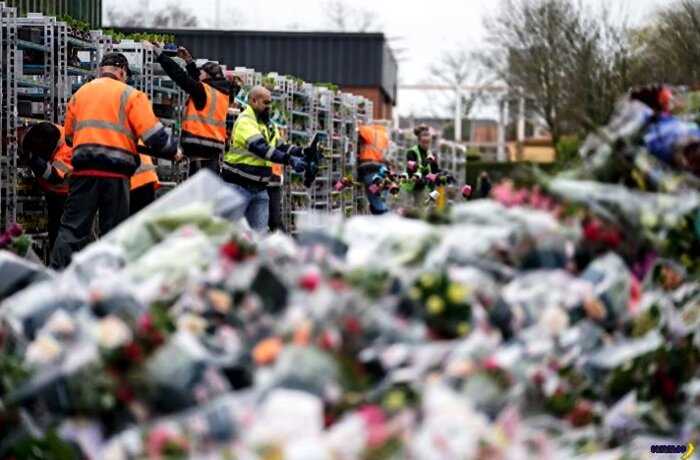 «Красота не нужна»: из-за коронавируса в Нидерландах уничтожают тысячи цветов