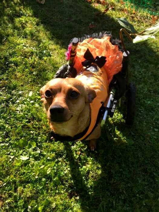 Американка приютила шесть собак-инвалидов, подарив им лучшую жизнь