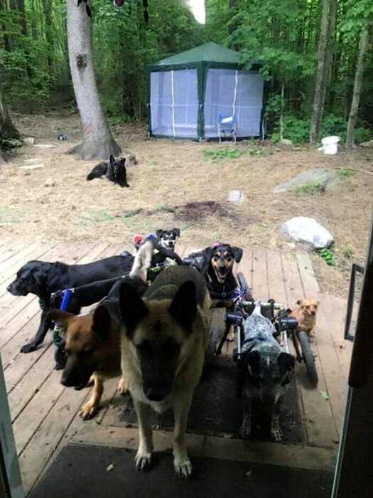 Американка приютила шесть собак-инвалидов, подарив им лучшую жизнь