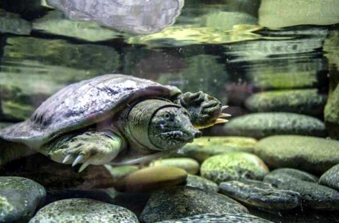 Самые необычные черепахи в мире, о которых вы даже не слышали