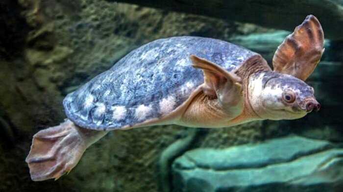 Самые необычные черепахи в мире, о которых вы даже не слышали