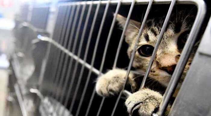 «Удар по гурманам»: в Китае запретили употреблять в пищу кошек и собак
