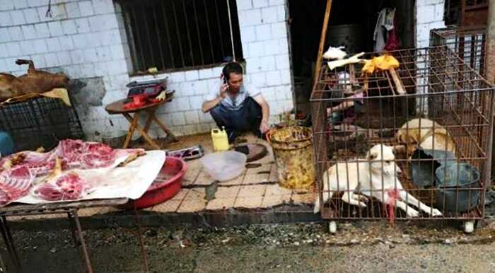 «Удар по гурманам»: в Китае запретили употреблять в пищу кошек и собак