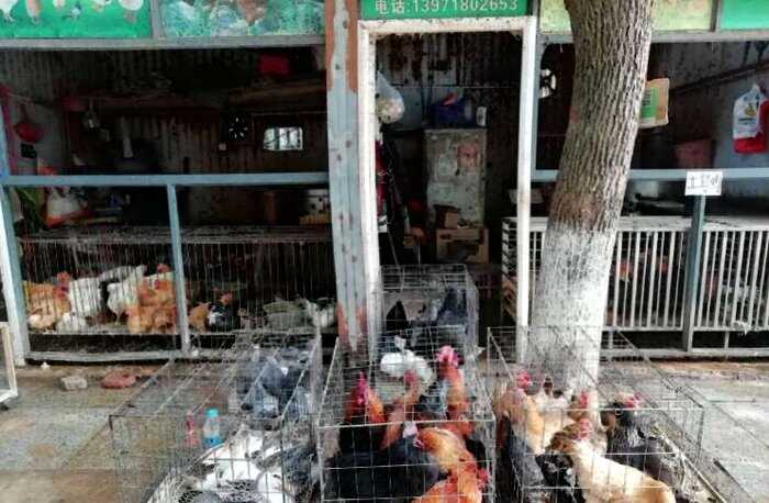Власти КНР ограничили список животных, которых можно употреблять в пищу