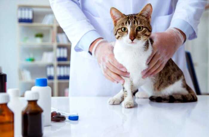 В США зафиксировали первые случаи заражения кошек коронавирусом