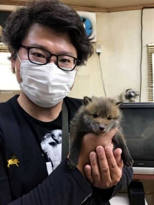 Японец думал, что нашел милого щенка, но это оказалось другое животное