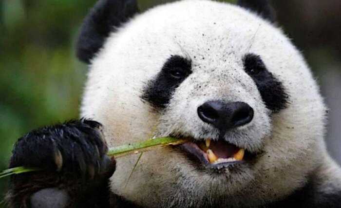 Зоопарк Канады возвращает двух гигантских панд в Китай. Они не могут найти столько бамбука, чтоб прокормить животных
