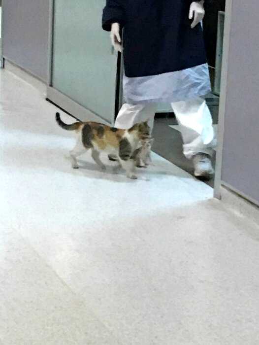 Кошка принесла своего котенка в пункт скорой помощи в Турции , и врачи не могли им не помочь