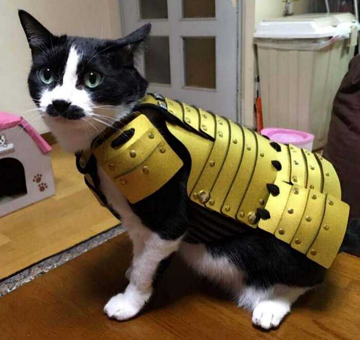 Японцы создали самурайские доспехи для котов и собак
