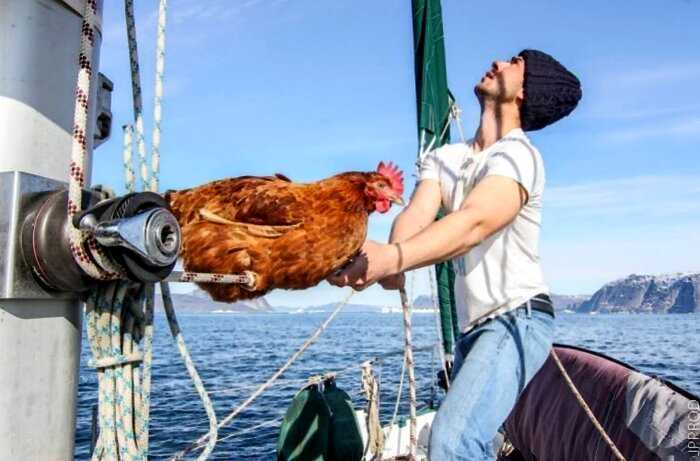 Француз путешествует на яхте со своей курицей