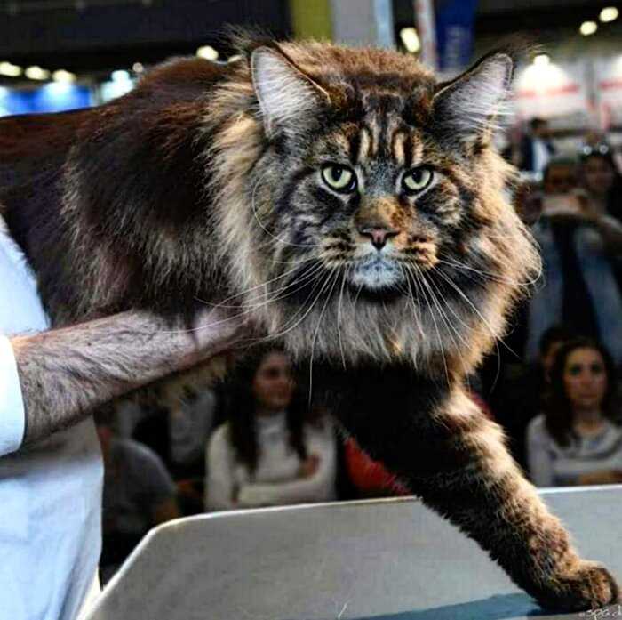 Официально — Этот кот самый длинный на всей Планете