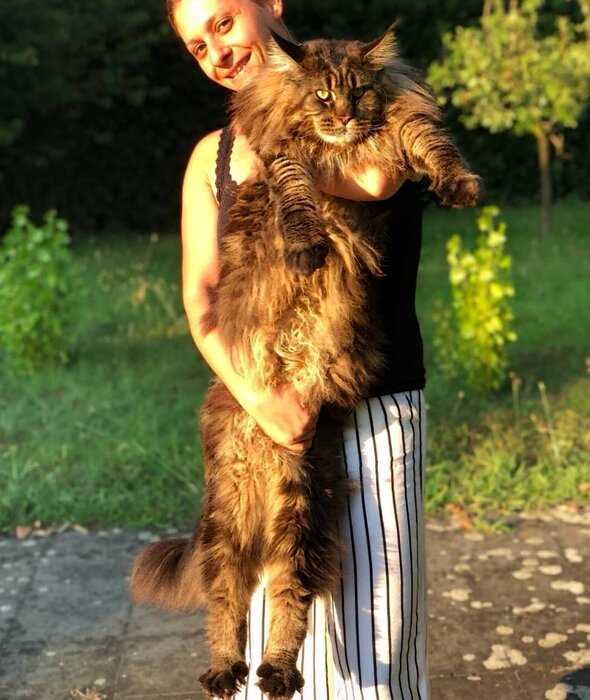 Официально — Этот кот самый длинный на всей Планете